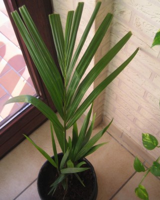 20091218_0001_1.JPG