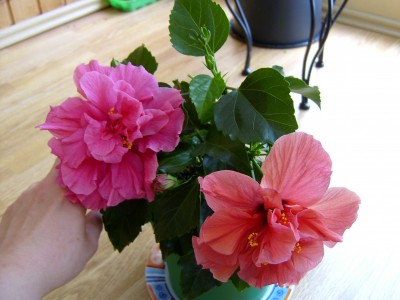 Beide Blüten 17.06.07.JPG