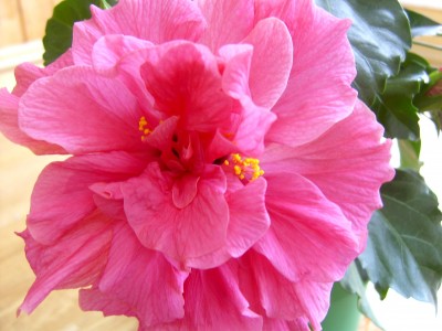 Blüte2 17.06.07.JPG