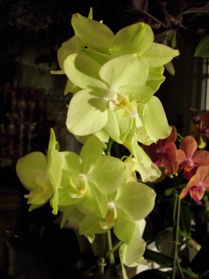 DSCI0795.JPG
