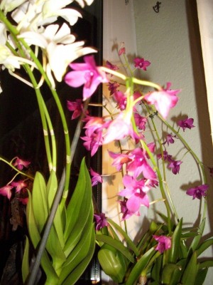 DSCI0792.JPG