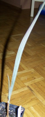 100_0990_bearbeitet-1.JPG