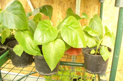 Tamarillo001.jpg