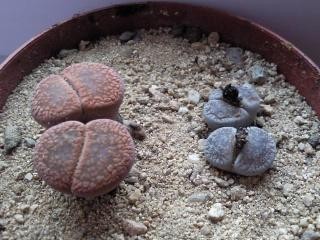 lithops4.jpg