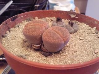 lithops3.jpg