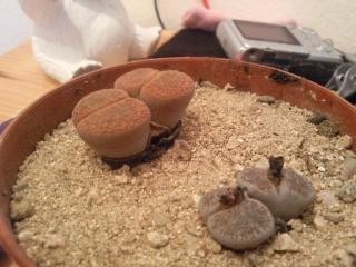 lithops1.jpg