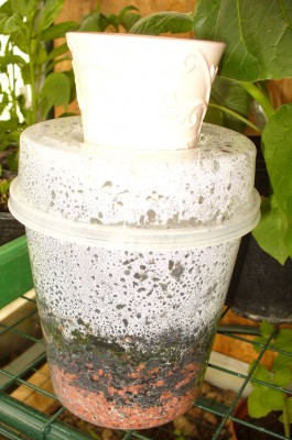 Mango-Kern in Keimbox001.jpg