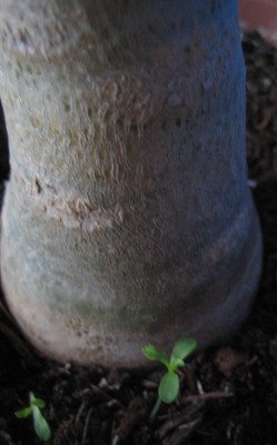 20090329_0004.JPG
