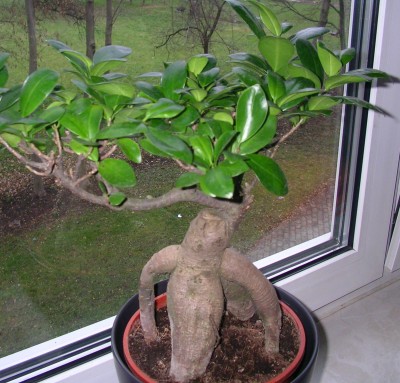 baum.JPG