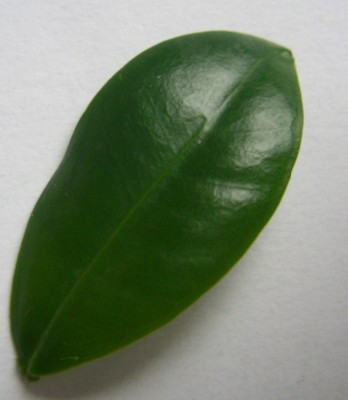 blatt.JPG