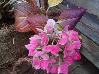 Hydrangea im Herbst.jpg