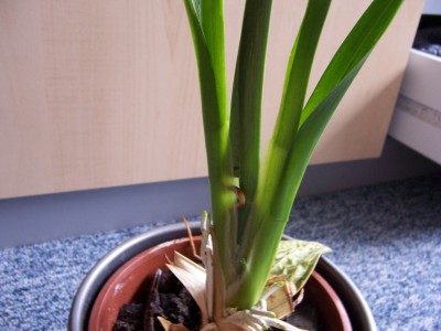 Blumen 027.jpg