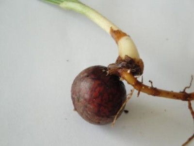 Palmensämling 006.JPG