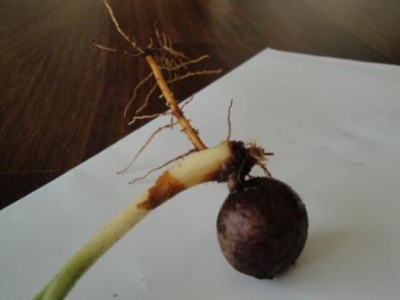 Palmensämling 005.JPG