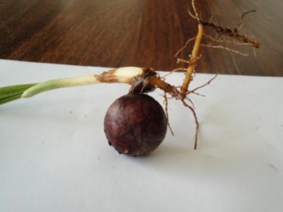 Palmensämling 004.JPG