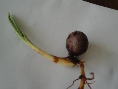 Palmensämling 003.JPG