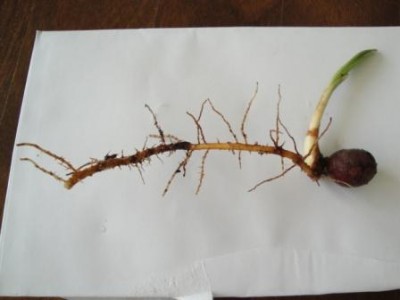 Palmensämling 001.JPG