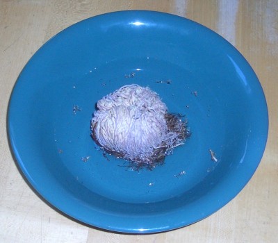 CIMG8320.JPG