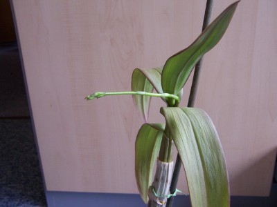 Blumen 024.jpg
