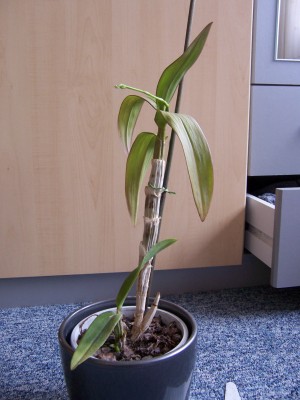 Blumen 022.jpg