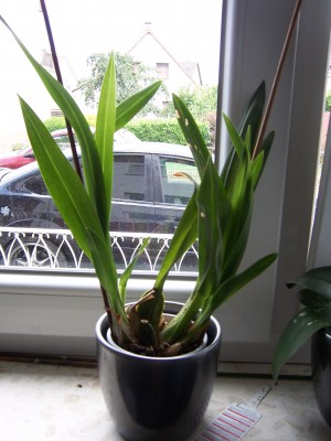 Blumen 021.jpg