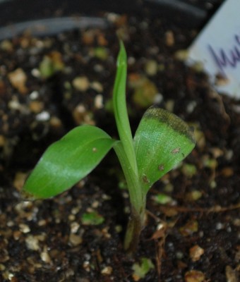 musa_velutina_dez_2009.jpg