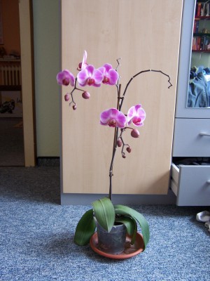 Blumen 019.jpg