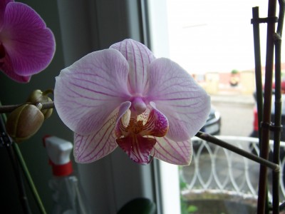 Blumen 018.jpg