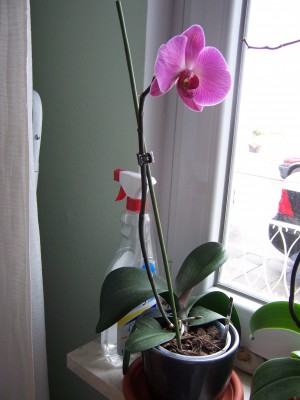 Blumen 012.jpg