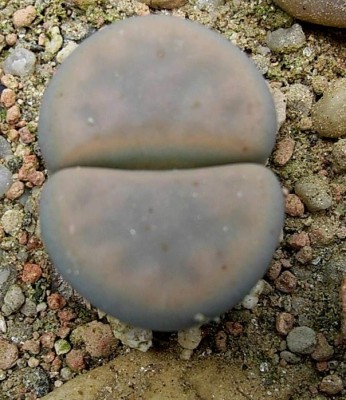 59.JPG