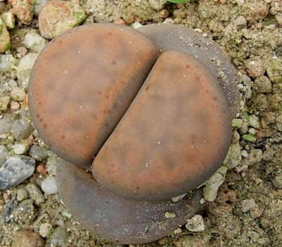 57.JPG