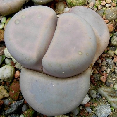 55.JPG