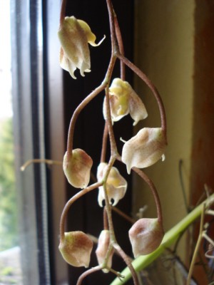 Dezember 2009 018.jpg