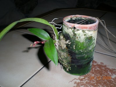 DSCN61550001.JPG