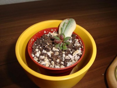 DSC03818neu.jpg