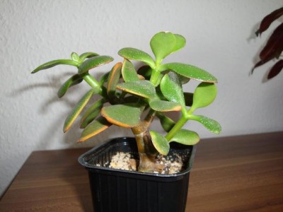 DSC03797neu.jpg