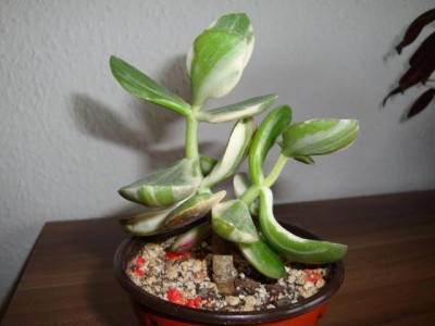 DSC03788neu.jpg