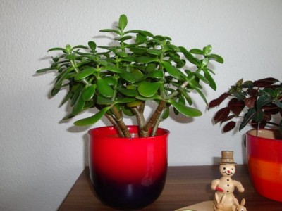 DSC03768neu.jpg