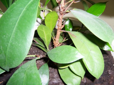 Blumen 003.jpg