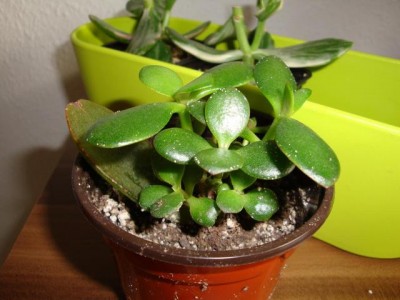 DSC03835neu.jpg