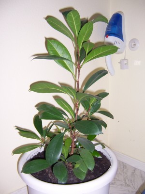 Blumen 001.jpg