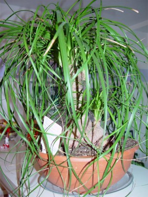 DSC08395.jpg