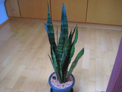 Sansevieria Black Coral.jpg