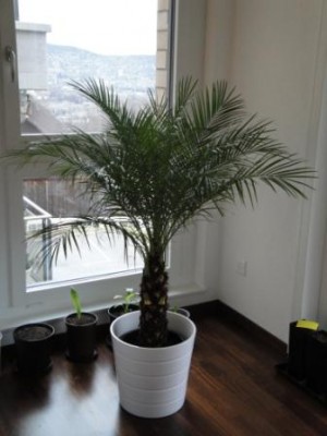 Palmenkauf 005.JPG