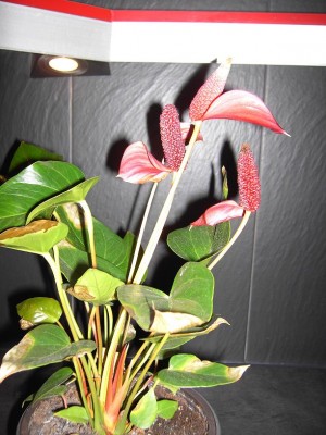 antuhrioe klein 3.jpg