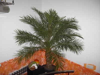 roebelliniklein.jpg