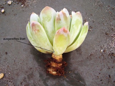 Echeveria elegans (14).jpg