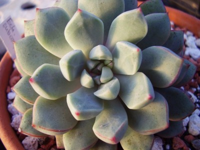 Echeveria subcorymbosa (2).JPG