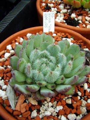Echeveria setosa (2).JPG