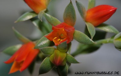Blueten-Sedumpflanze_2062.jpg